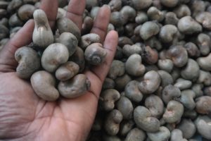 Cashew Nuts Export From Nigeria By Globexia