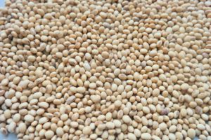 Soybeans Export From Nigeria By Globexia
