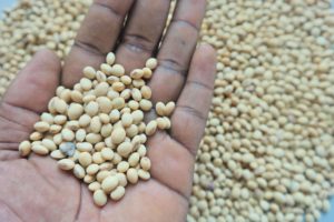Soybeans Export From Nigeria By Globexia
