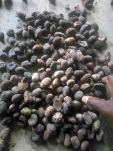 Shea butter & Sheanuts Export From Nigeria By Globexia