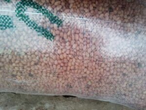 Peanuts Export From Nigeria By Globexia - Groundnuts Export
