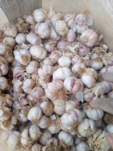 Garlic Export From Nigeria By Globexia