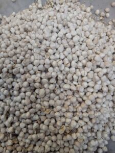 Moringa Seeds Export From Nigeria By Globexia