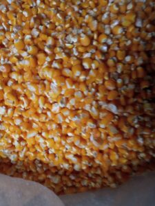 Maize Kernels Export From Nigeria By Globexia