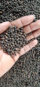 Black Pepper Export From Nigeria By Globexia