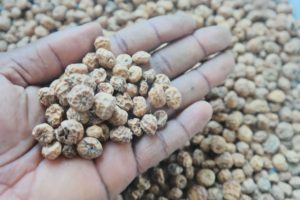 Tiger Nuts Export From Nigeria By Globexia