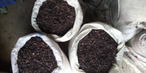 Black Stone Flower (Kalpasi) Export From Nigeria By Globexia