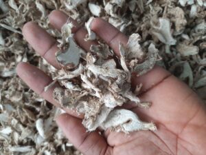 Dry Ginger Export From Nigeria By Globexia