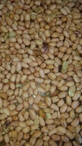 Peanuts Export From Nigeria By Globexia - Groundnuts Export