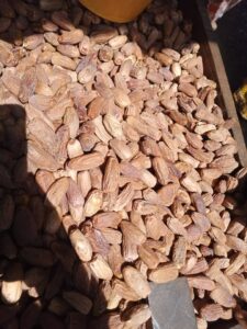 Dried Dates Export From Nigeria By Globexia