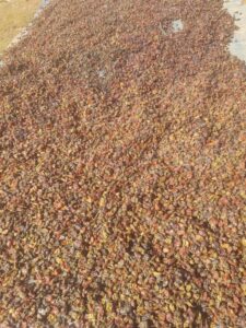 Cameroon Yellow & Black Pepper Export From Nigeria By Globexia