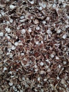 Moringa Seeds Export From Nigeria By Globexia