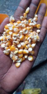 Maize Kernels Export From Nigeria By Globexia