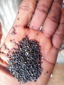 Black Sesame Seeds Export From Nigeria By Globexia