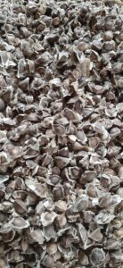 Moringa Export From Nigeria By Globexia