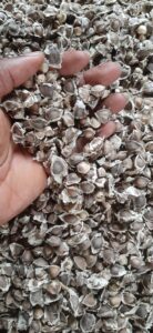 Moringa Export From Nigeria By Globexia