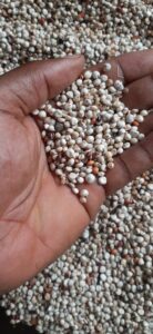 Millets Export From Nigeria By Globexia